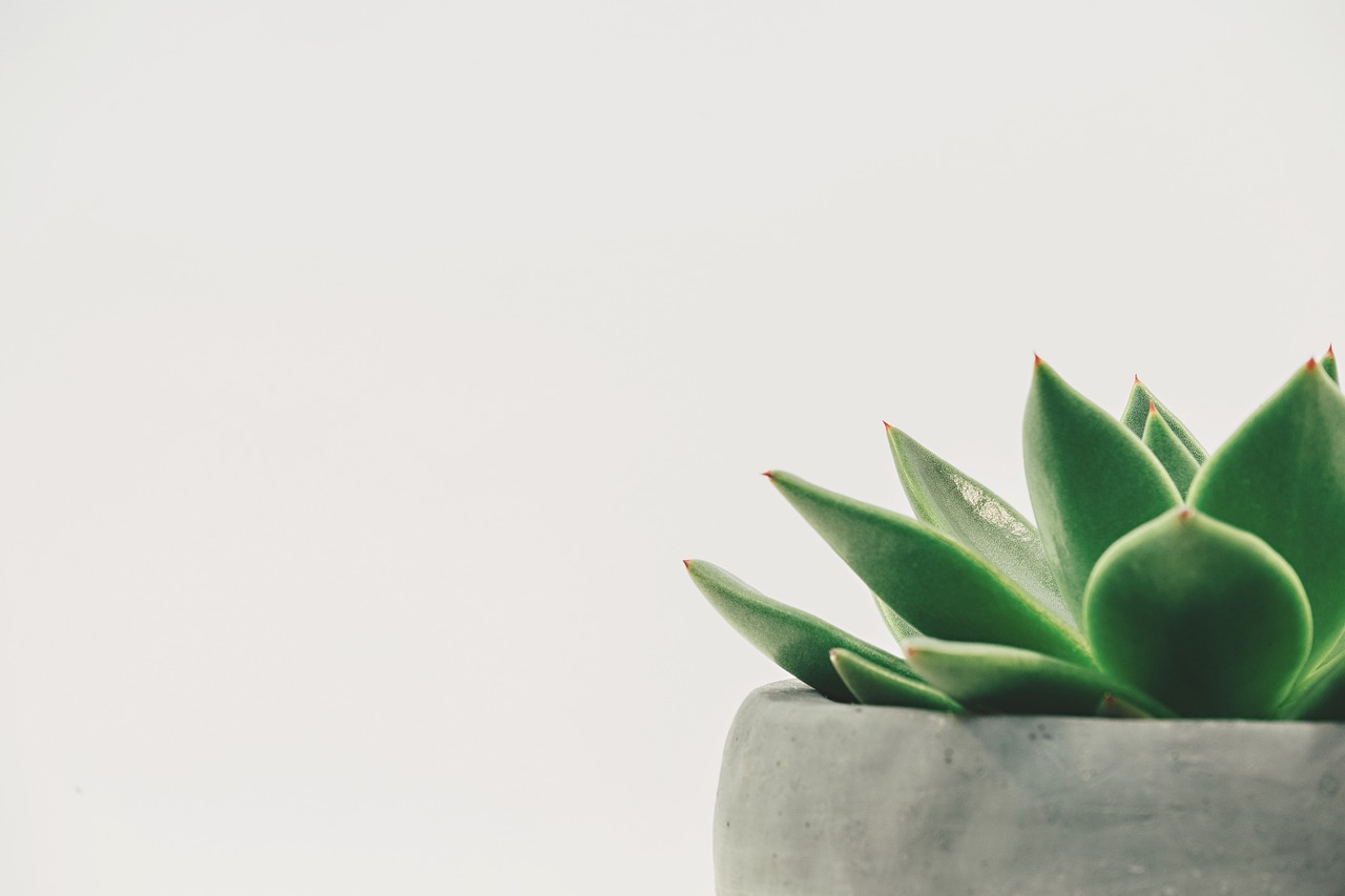 Verlichtingstips voor plant ouderschap: laat je urban jungle bloeien