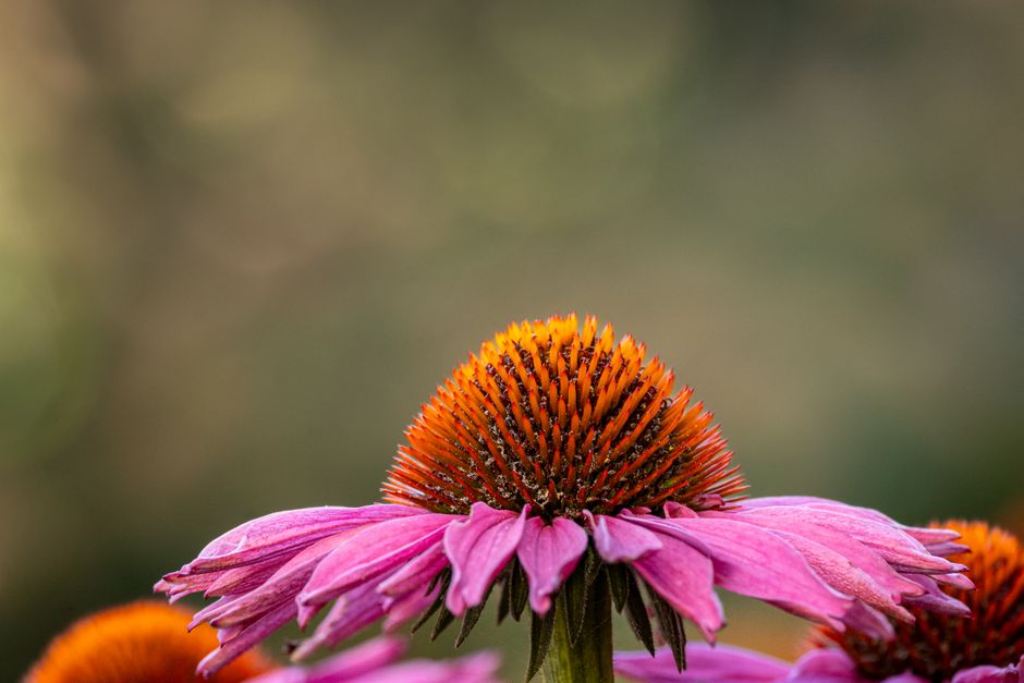 Verlicht je tuin met zonne-energie voor lange zomernachten