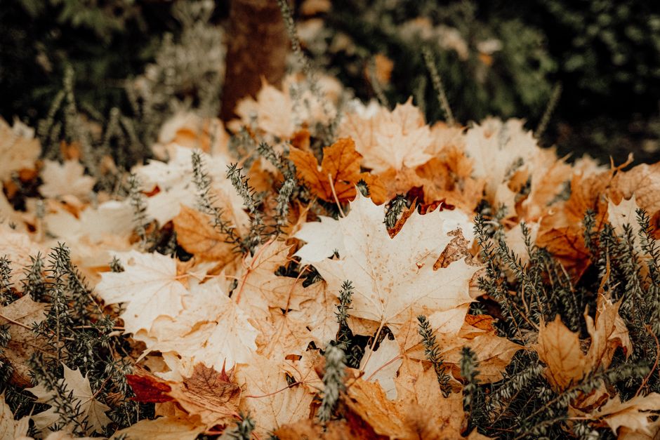 Gezellige zitruimte met natuurlijke herfstmaterialen. Gezellige zitruimte met natuurlijke herfstmaterialen.