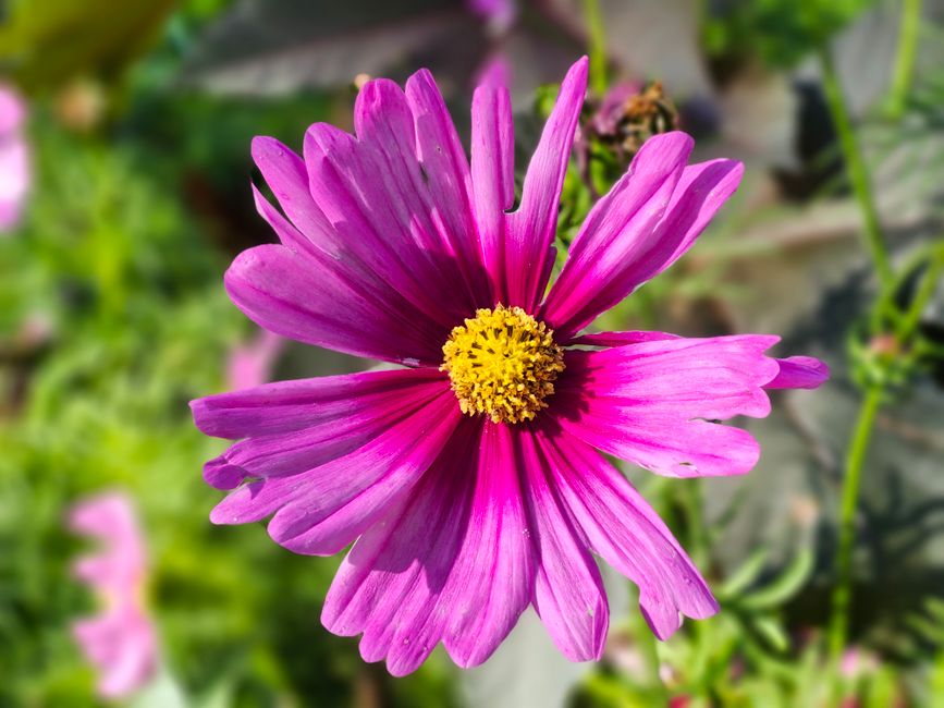 Bloembedden met oranje, rode en gele bloemen. Bloembedden met oranje, rode en gele bloemen.