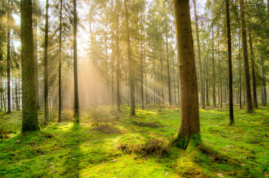 Fotobehang herfstsprookjesbos: Magische transformaties voor de kinderkamer
