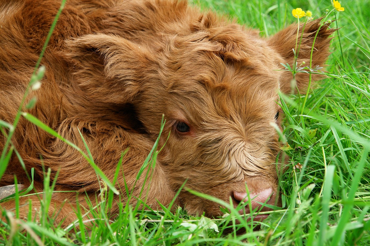 Kudde hooglanders bij herfstbomen schilderij.