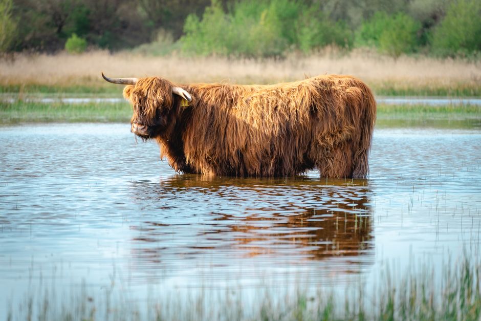 Schotse hooglander schilderijen: De ruige pracht van herfstlandschappen