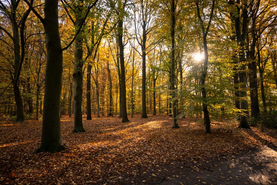 Toekan schilderijen als kleurrijke opkikker voor regenachtige herfstdagen