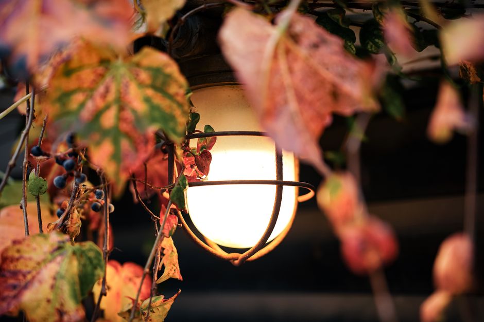 Kostbare lichten verlevendigen entree tijdens herfstseizoen. Kostbare lichten verlevendigen entree tijdens herfstseizoen.