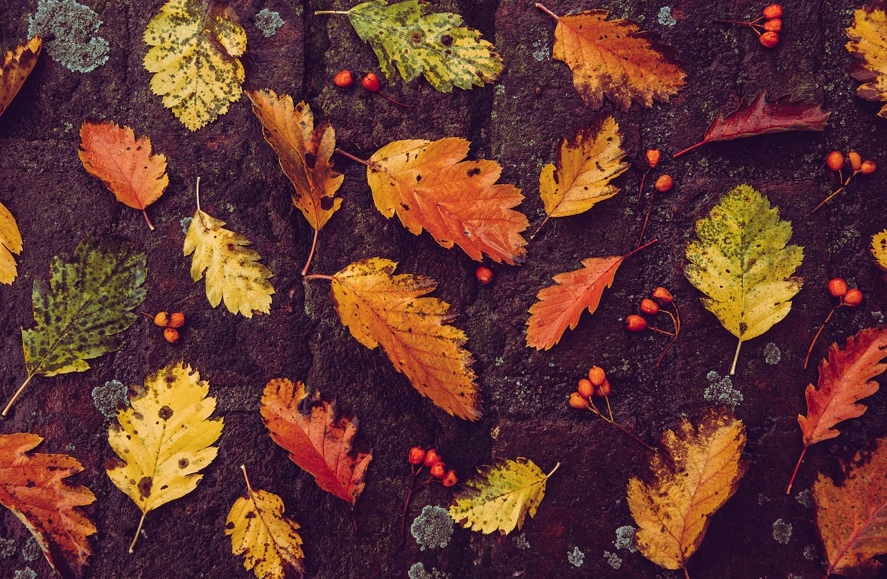 Pompoenveld bij zonsondergang met herfstkleuren. Pompoenveld bij zonsondergang met herfstkleuren.