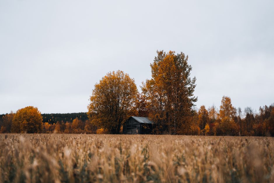 Waarom herfstkleuren perfect zijn voor fotobehang met boerderijthema