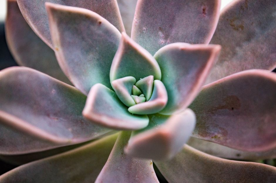 Winterse woestijnthema met cacti-illustraties. Winterse woestijnthema met cacti-illustraties.
