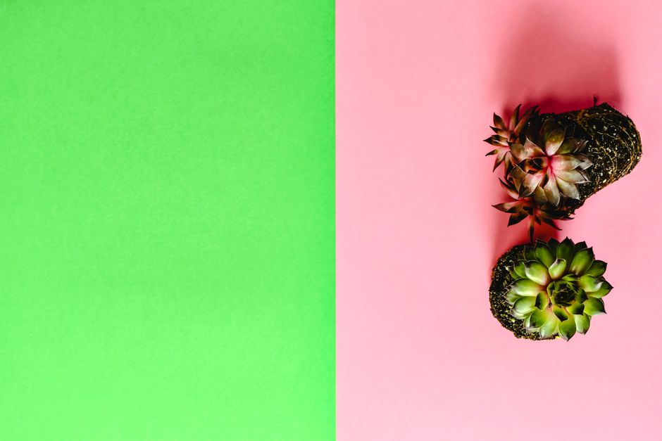 Cacti en vetplanten behang voor een winterse woestijnthema
